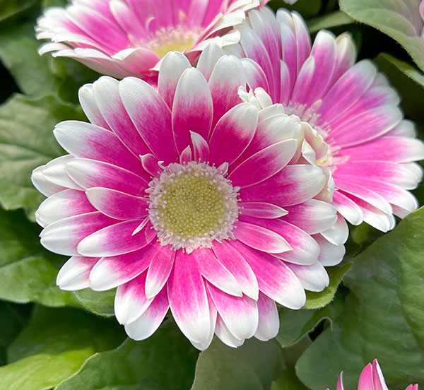 ミニガーベラ：ナカノセレクション ピンク系3号ポット