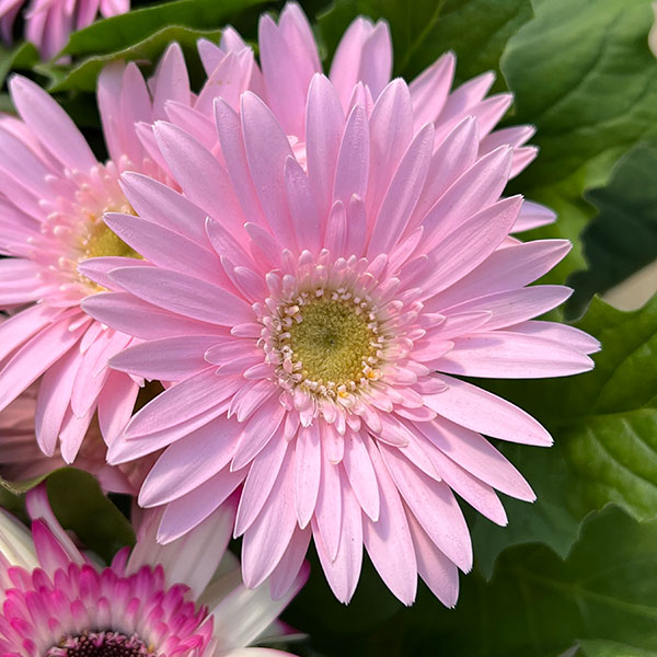 ミニガーベラ：ナカノセレクション ピンク系3号ポット