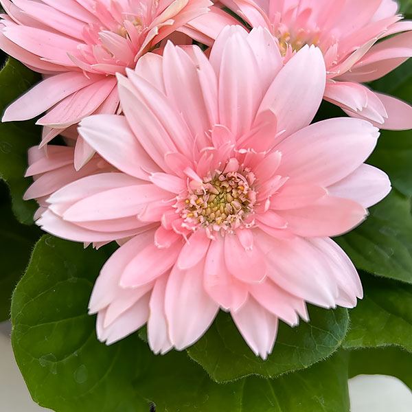 ミニガーベラ：ナカノセレクション ピンク系3号ポット