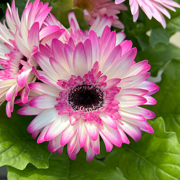 ミニガーベラ：ナカノセレクション ピンク系3号ポット