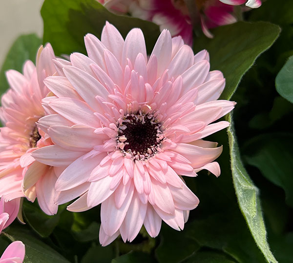 ミニガーベラ：ナカノセレクション ピンク系3号ポット