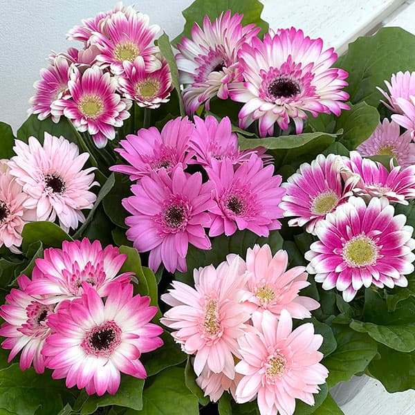 ミニガーベラ：ナカノセレクション ピンク系3号ポット