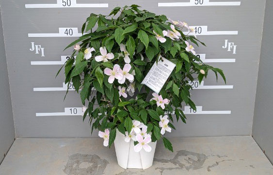 クレマチス:モンタナルーベンス6号鉢植え