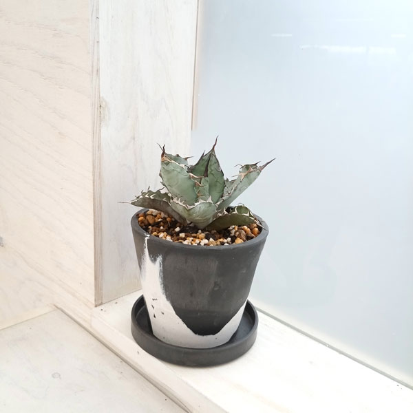 園芸ネット本店｜[ザ・ファームセレクト]アガベ：チタノタ ブルー 3号