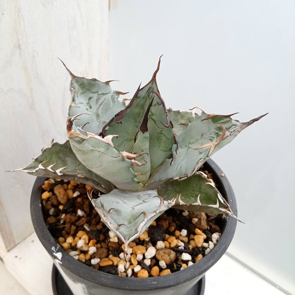 モンスター系チタノタブルー 園芸ネット本店｜[ザ・ファームセレクト]アガベ：チタノタ ブルー 3号