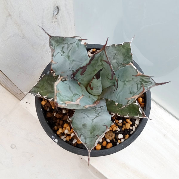 園芸ネット本店｜[ザ・ファームセレクト]アガベ：チタノタ ブルー 3号