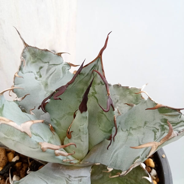 園芸ネット本店｜[ザ・ファームセレクト]アガベ：チタノタ ブルー 3号