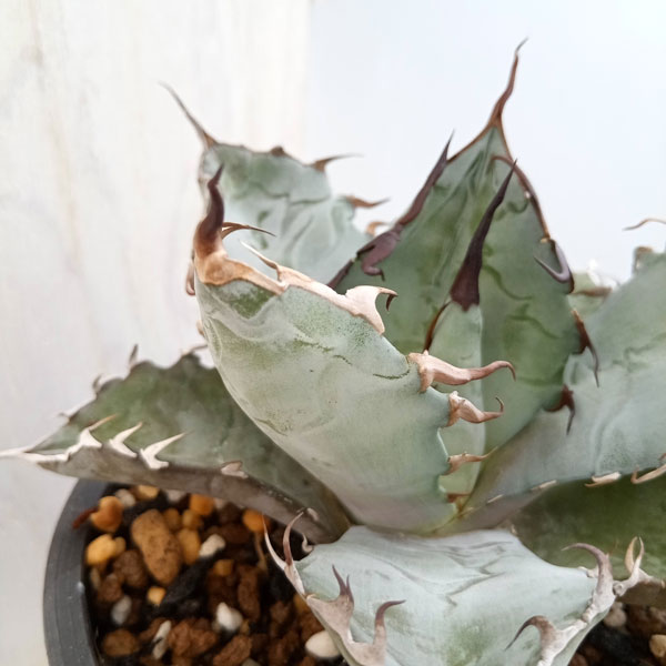 現品　アガベ　チタノタ　ブルー　長葉系選抜 long leaf 鉢のまま発送 現品 アガベ チタノタ ブルー 長葉系選抜 long leaf 鉢のまま発送 現品