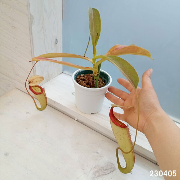 ネペンテス：N.×Miranda　3号