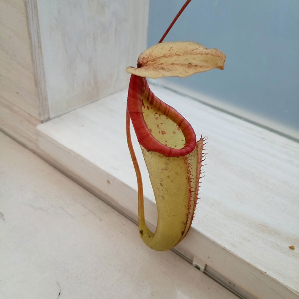 ネペンテス：N.×Miranda　3号