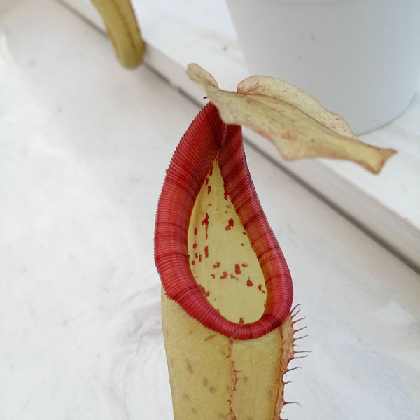 ネペンテス：N.×Miranda　3号