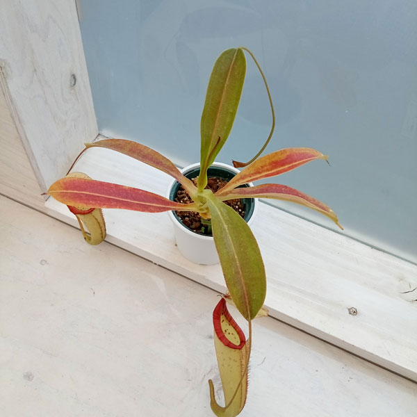 ネペンテス：N.×Miranda　3号