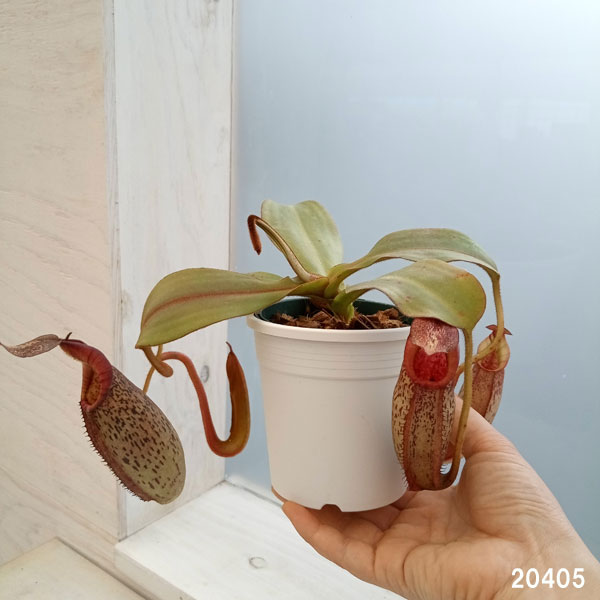 ネペンテス:N.spectabilis x veitchii BE-3636 3号