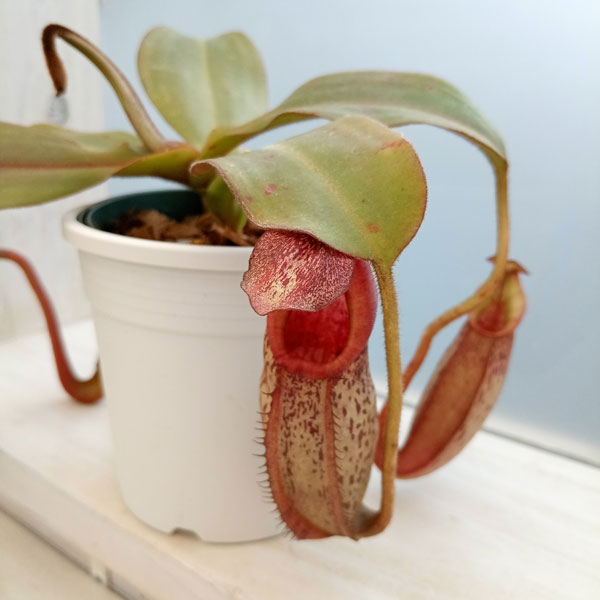 ネペンテス:N.spectabilis x veitchii BE-3636 3号