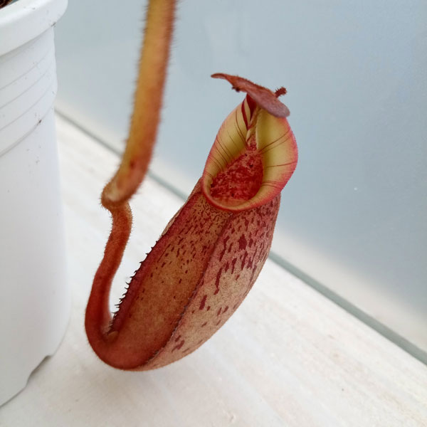 ネペンテス:N.spectabilis x veitchii BE-3636 3号