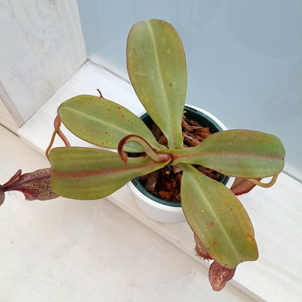 ネペンテス:N.spectabilis x veitchii BE-3636 3号