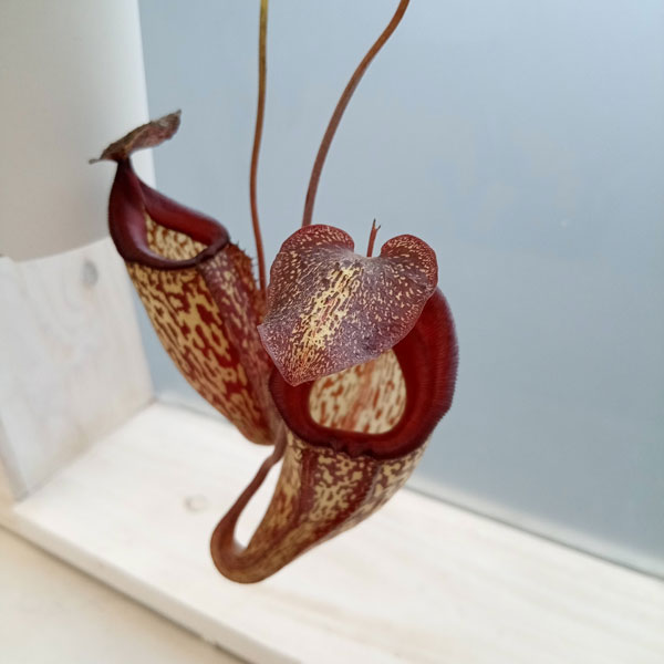 園芸ネット本店｜ネペンテス：N.×Lady pauline 3号 の通販【公式】