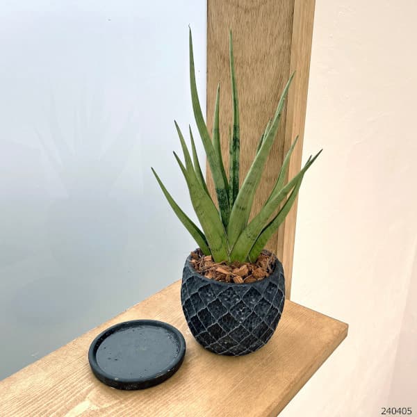 園芸ネット本店｜サンセベリア：グラシリス 4.5号陶器鉢植え 23-02 の
