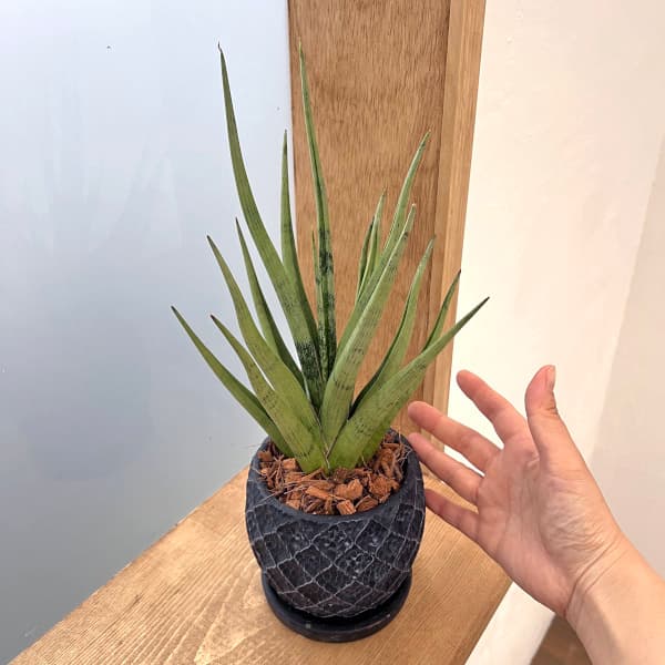 園芸ネット本店｜サンセベリア：グラシリス 4.5号陶器鉢植え 23-02 の