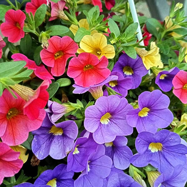 園芸ネット本店｜カリブラコア：セレブレーション・カーニバルミックス