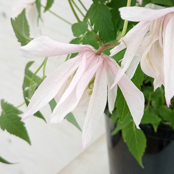 園芸ネット本店｜クレマチス：ピンクフラミンゴ（アルピナ系）6号