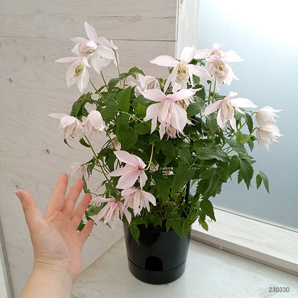 園芸ネット本店｜クレマチス：ピンクフラミンゴ（アルピナ系）6号