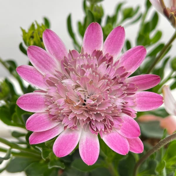 AMBERGLEAM フラワーカットベルボトム　ホットピンク Mサイズ 園芸ネット本店｜オステオスペルマム：ピンクコンチェルト3.5号ポット