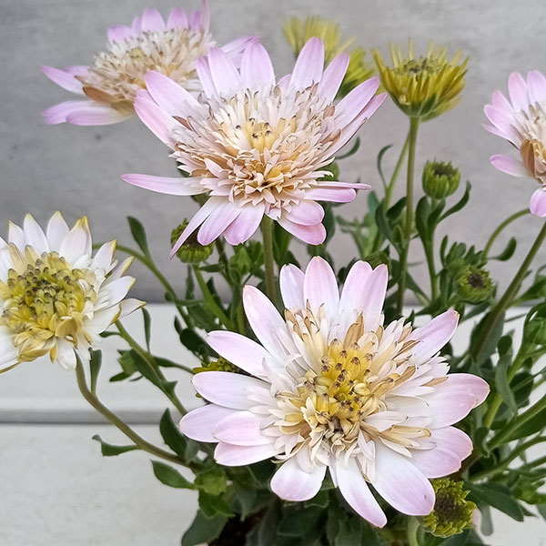 オステオスペルマム：ピンクコンチェルト3.5号ポット