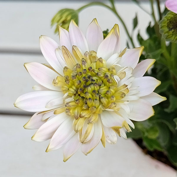 オステオスペルマム：ピンクコンチェルト3.5号ポット