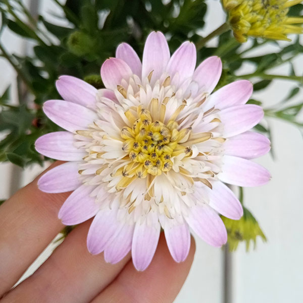 オステオスペルマム：ピンクコンチェルト3.5号ポット