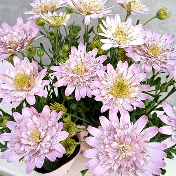 オステオスペルマム：ピンクコンチェルト3.5号ポット