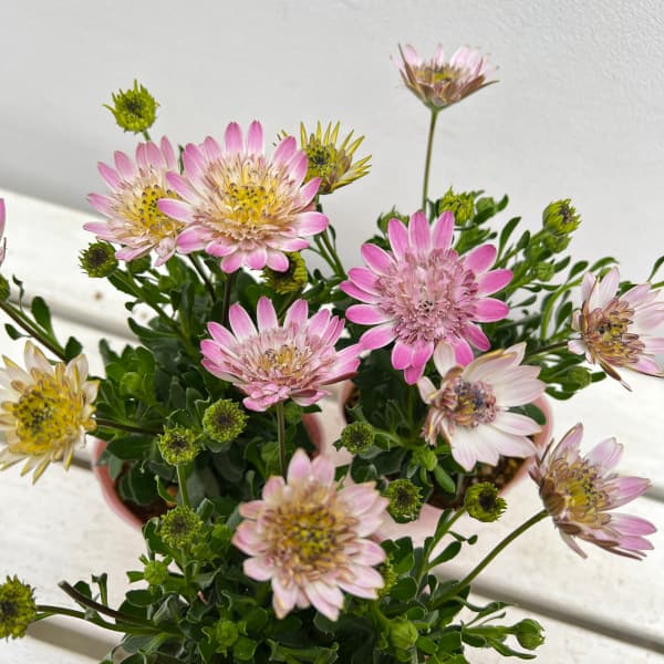 オステオスペルマム：ピンクコンチェルト3.5号ポット