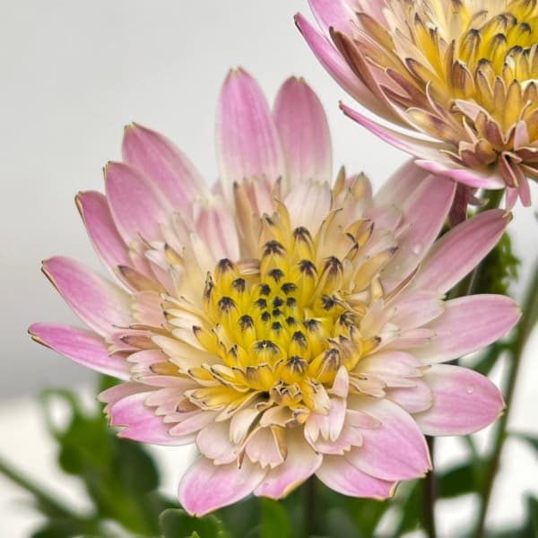 オステオスペルマム：ピンクコンチェルト3.5号ポット