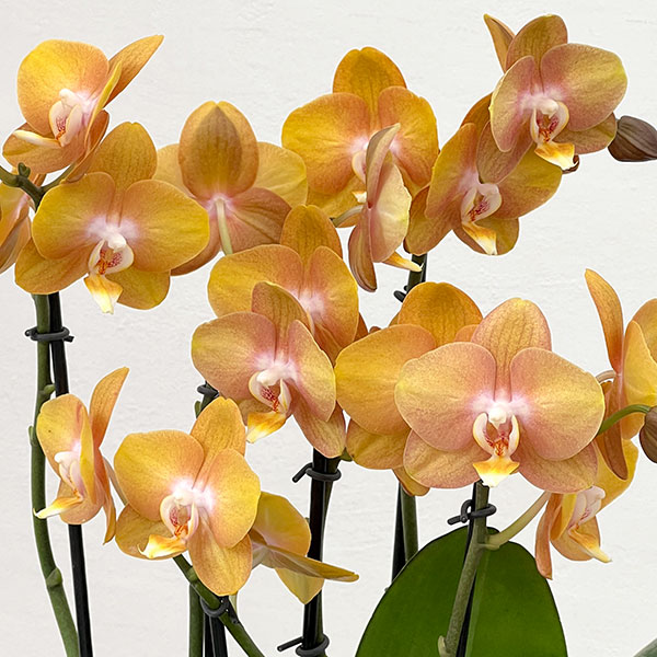 ミディコチョウラン：ラスベガス5本立ち5.5号陶器鉢植え