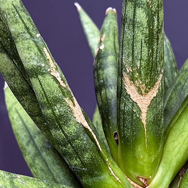 サンセベリア：ヘッジホッグ　3号鉢植え