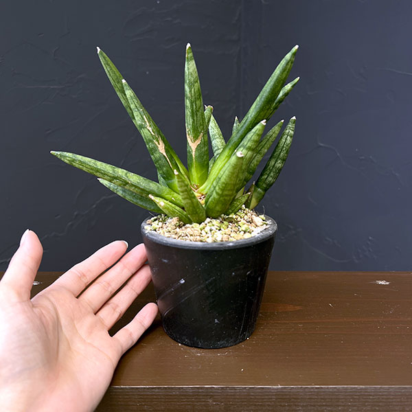 サンセベリア：ヘッジホッグ　3号鉢植え