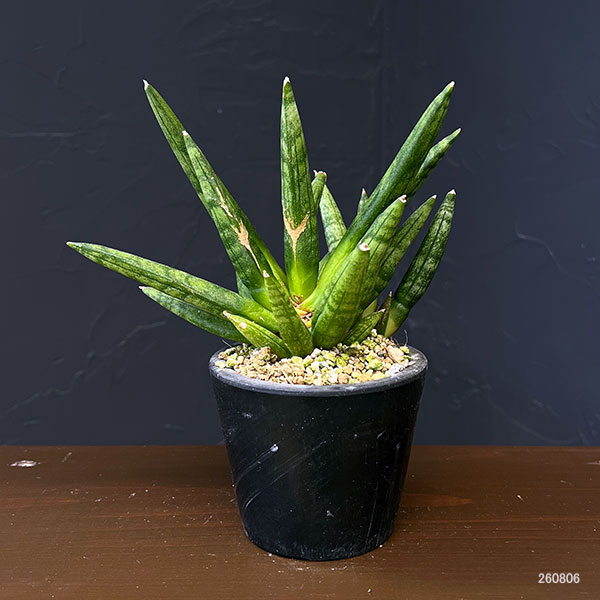 サンセベリア：ヘッジホッグ　3号鉢植え
