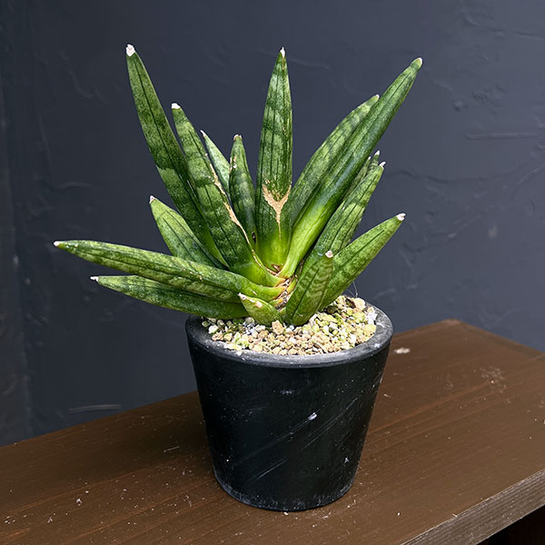 サンセベリア：ヘッジホッグ　3号鉢植え