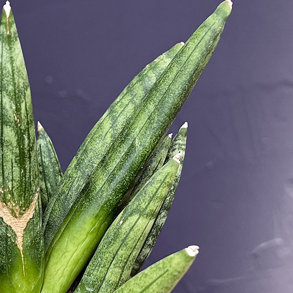 サンセベリア：ヘッジホッグ　3号鉢植え
