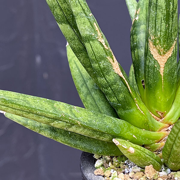 サンセベリア：ヘッジホッグ　3号鉢植え