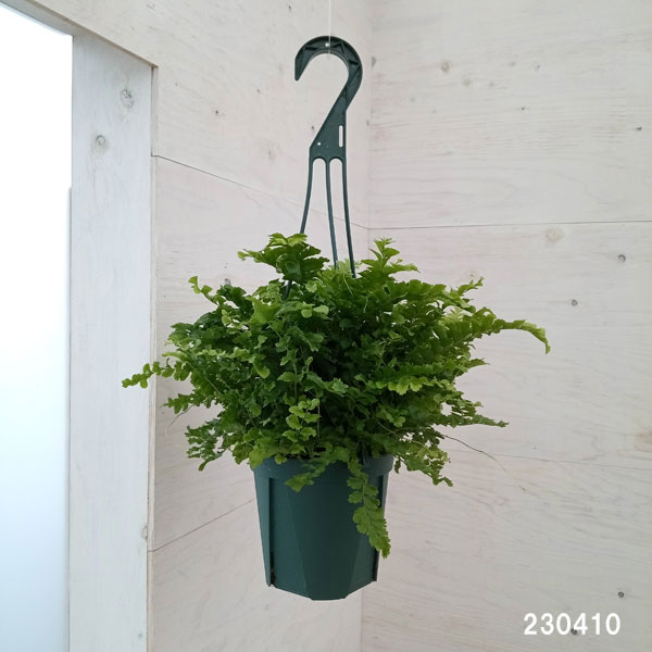 ネフロレピス:ポンポン 5号吊鉢植え