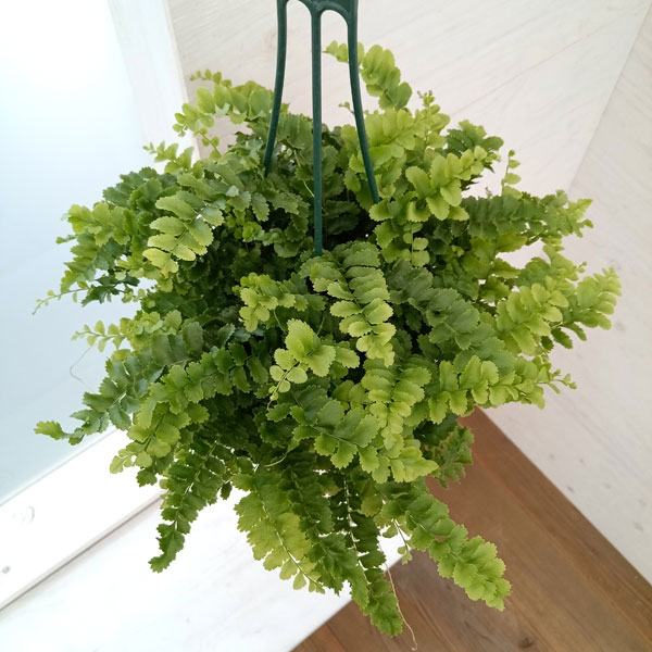 ネフロレピス:ポンポン 5号吊鉢植え