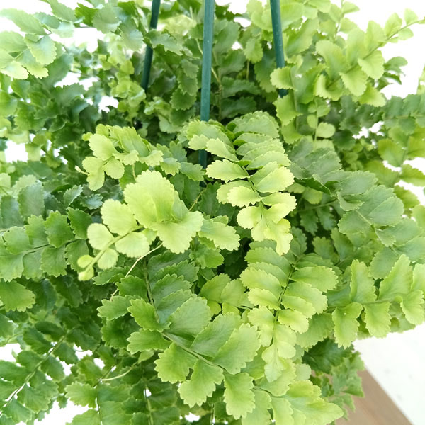 ネフロレピス:ポンポン 5号吊鉢植え