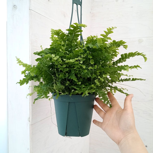 ネフロレピス:ポンポン 5号吊鉢植え