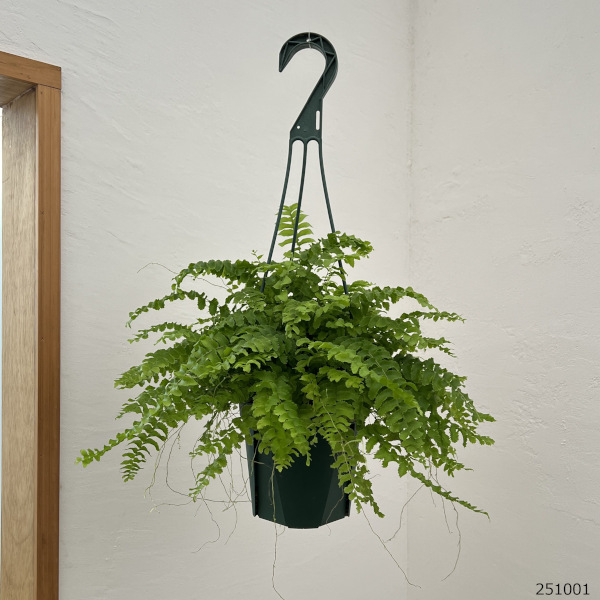 ネフロレピス：ポンポン　5号吊鉢植え
