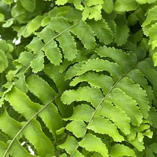 ネフロレピス：ポンポン　5号吊鉢植え