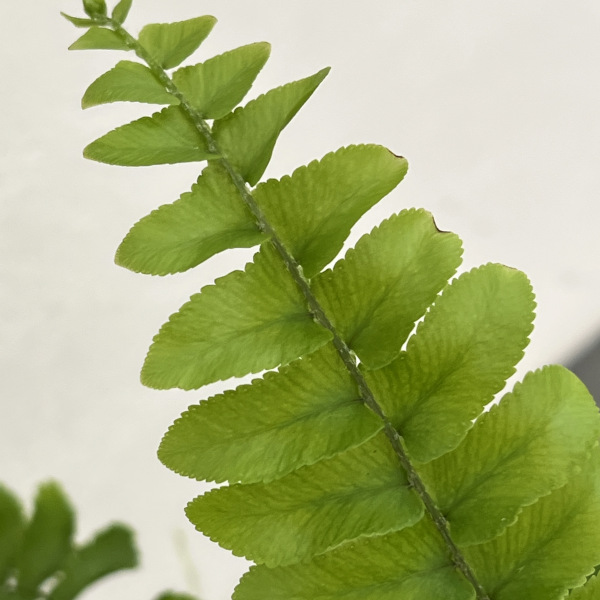 ネフロレピス：ポンポン　5号吊鉢植え