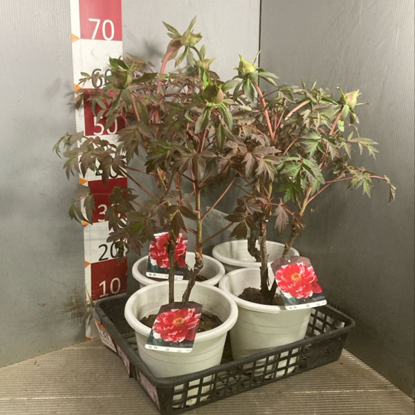 牡丹（ぼたん）：島錦（しまにしき）7号鉢植え花芽2本立ち*