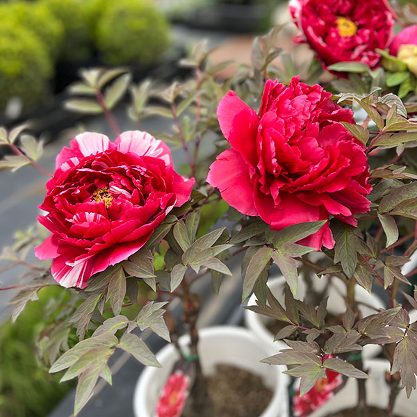 牡丹(ぼたん):島錦(しまにしき)7号鉢植え花芽2本立ち*