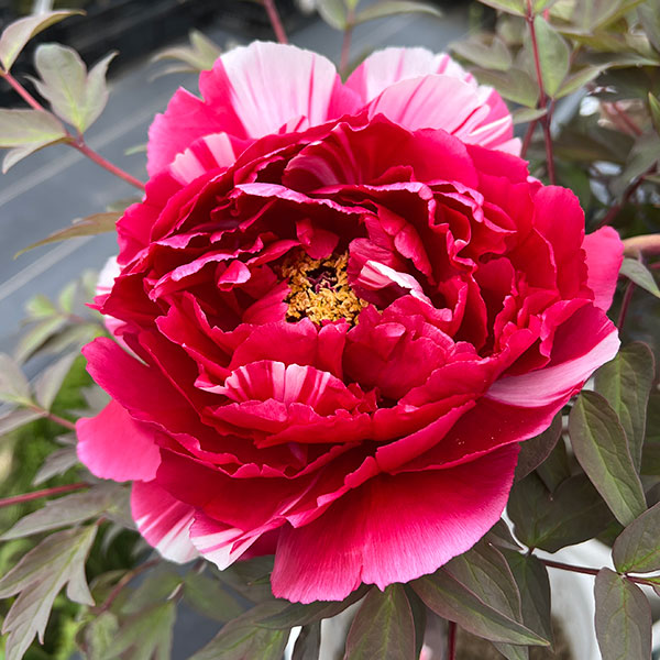 牡丹(ぼたん):島錦(しまにしき)7号鉢植え花芽2本立ち*